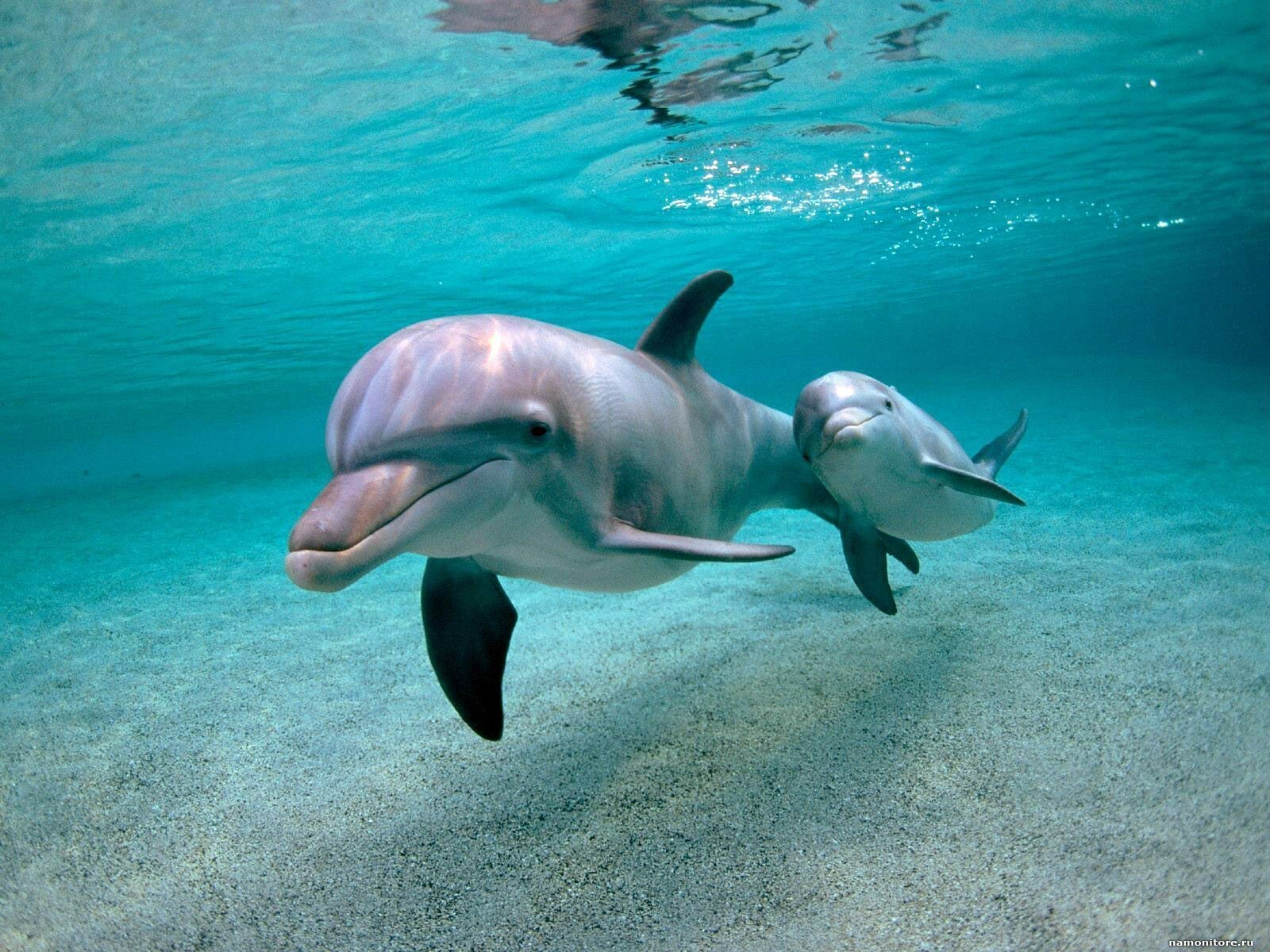 Дельфины (10 фото) .