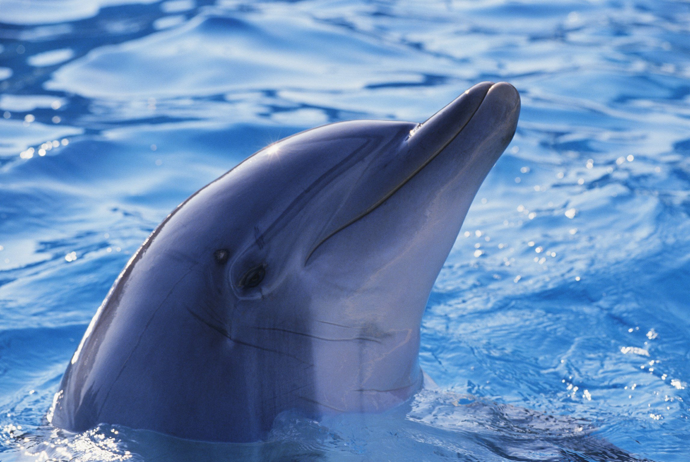 дельфин фото животное