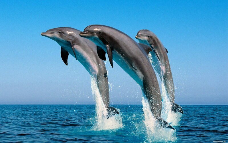 Дельфины (10 фото)