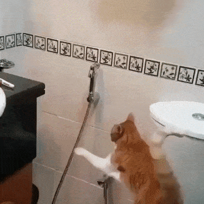 Кот, который любит мыться