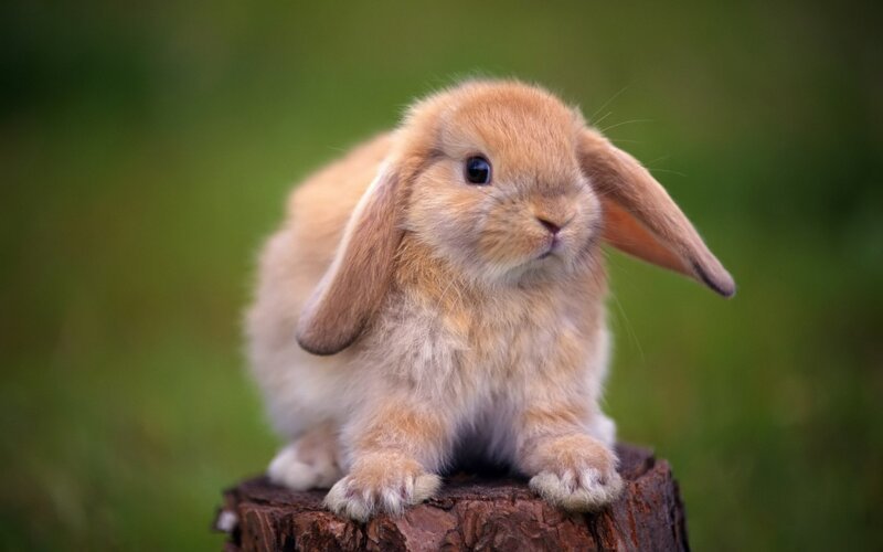 Кролики (10 фото)