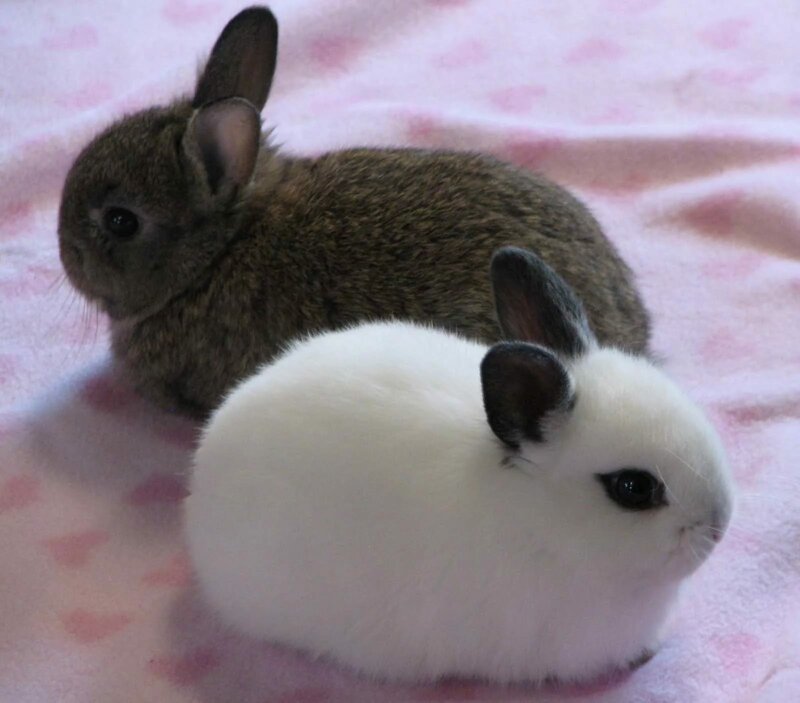 Кролики (10 фото)