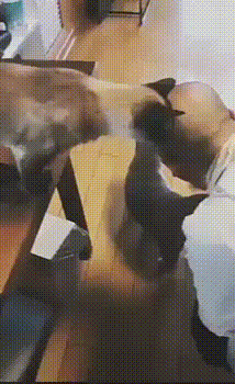 И твою лысинку почешем