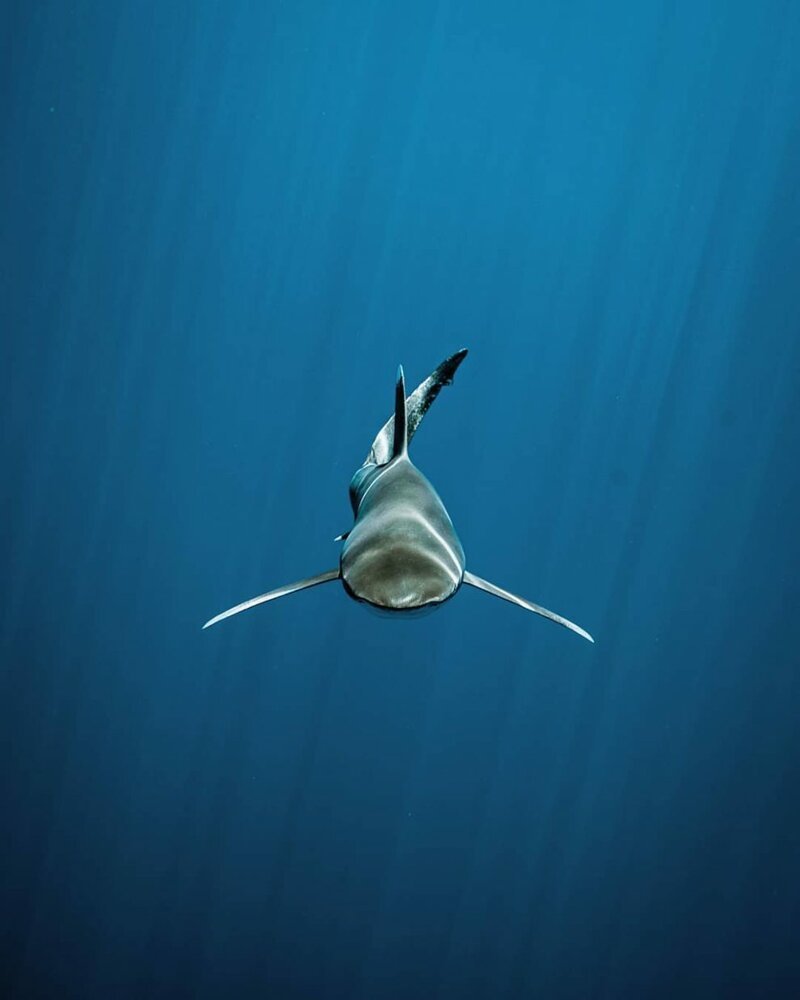 "Большой и синий океан": фотограф-фридайвер показал удивительную серию подводных кадров