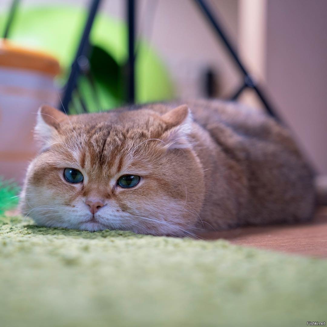 Хасико кот