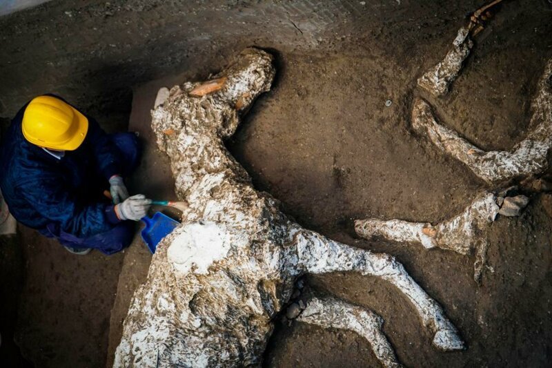 В Помпеях нашли окаменевшую лошадь возрастом 2000 лет