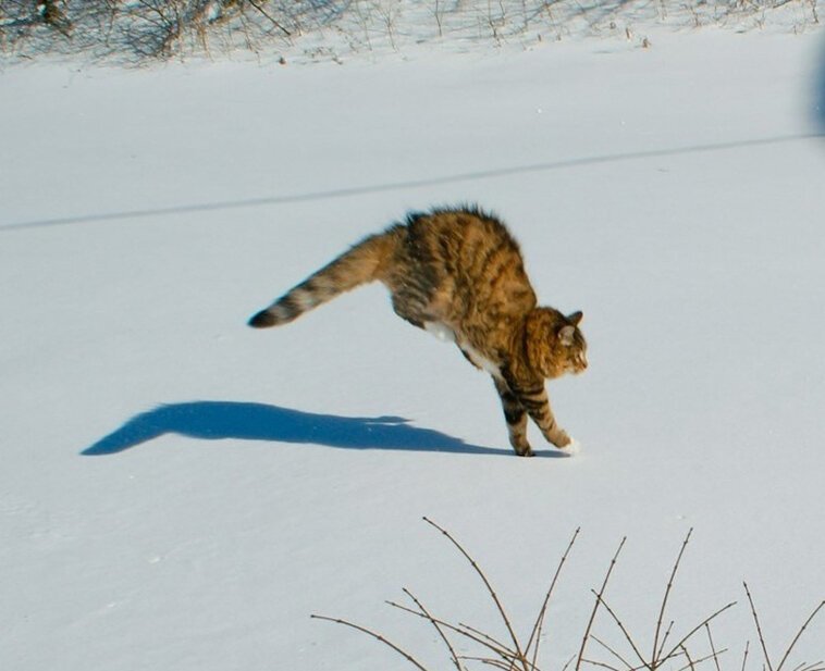 О сложных взаимоотношениях кошек со снегом