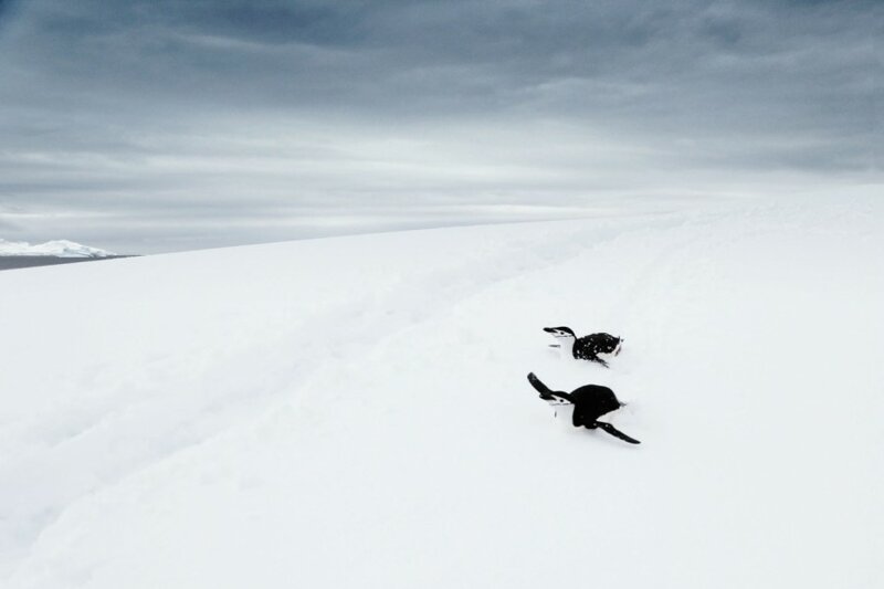 Как сумасшедший американец в одиночку пересек Антарктиду?