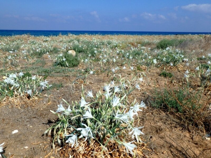 Почему Северный Кипр круче Южного