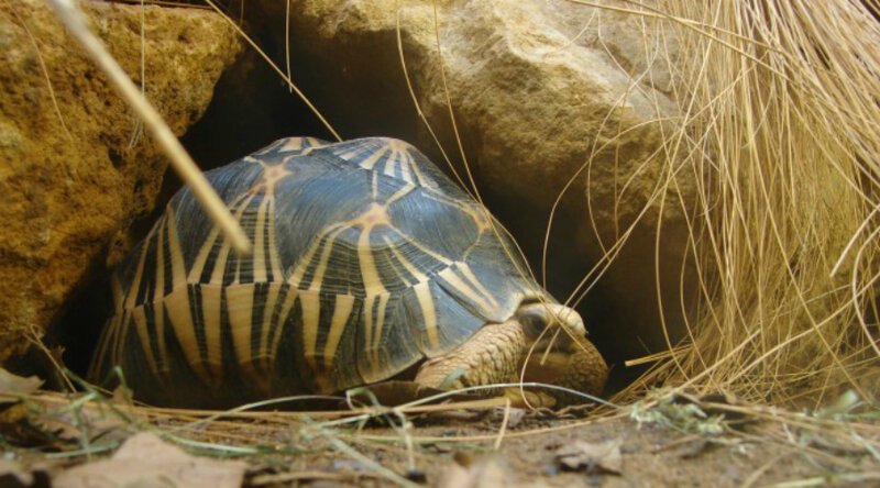 Лучистая черепаха