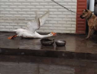 dc941dc368a41ea140bf774c859c4631.gif