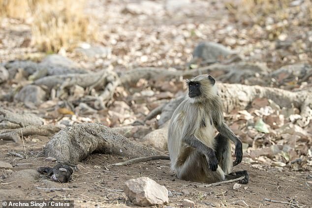 Видео: обезьяна скорбит по умершему детенышу