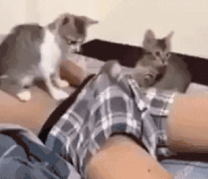 f27ca6caa4b23697028c44ffde500434.gif