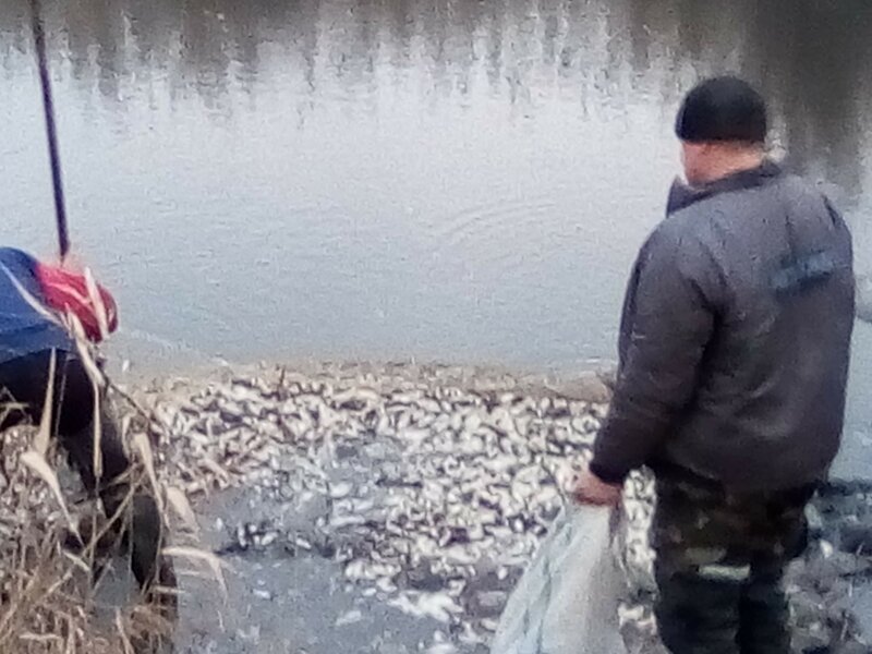 Самойлово, Донецкая область, ДНР ловля карася