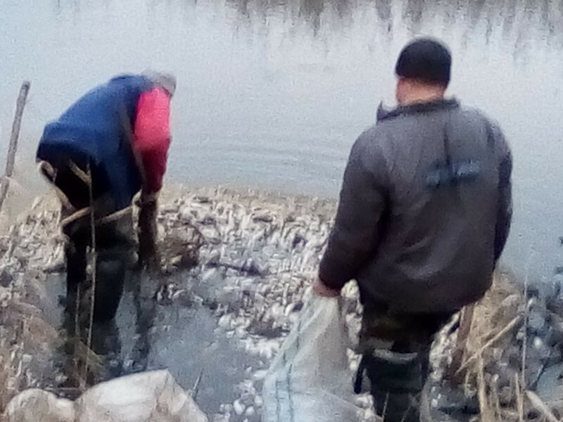Самойлово, Донецкая область, ДНР ловля карася