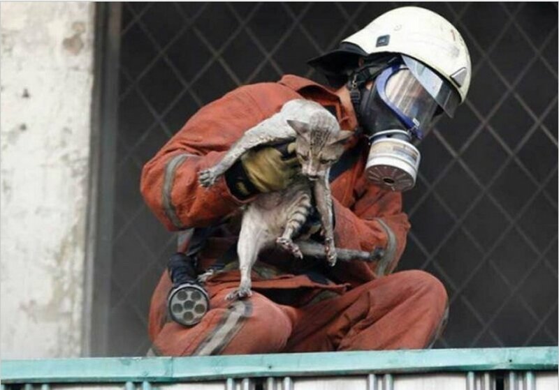 Пожарный во время крупного пожара на рынке Senen в Джакарте спас кота