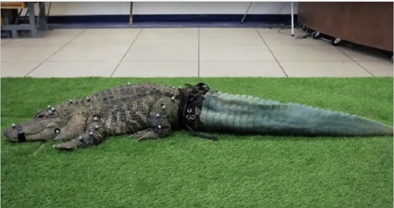 Во время незаконной транспортировки контрабандистами крокодил лишился хвоста, но зоозащитники смогли восстановить хвост на 3D-принтере