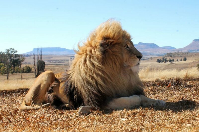 Южноафриканский заповедник сдает дом с 70 львами по соседству