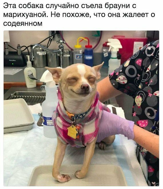 Прикольные комментарии из соцсетей