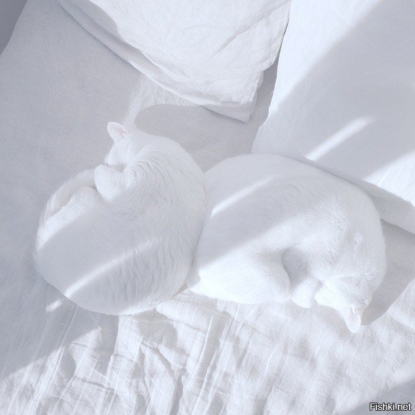 Белый цвет, сугробики)))