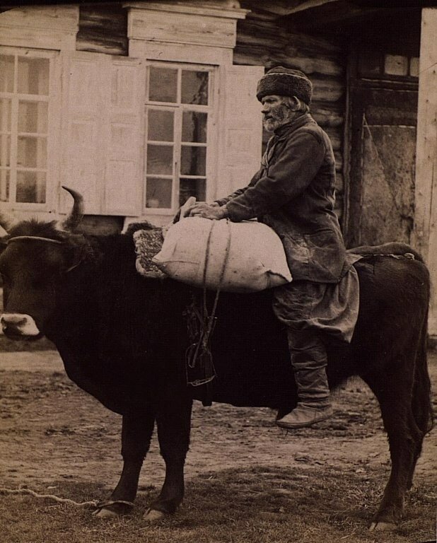 Перевозка клади на быке ( 1870–1880-е)