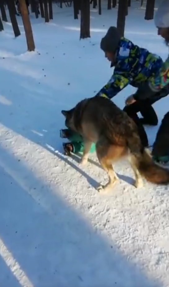В челябинском парке волк напал на ребенка: видео