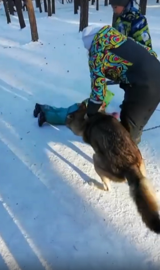 В челябинском парке волк напал на ребенка: видео