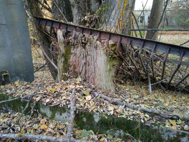 Дерево проросло сквозь металлическую решетку