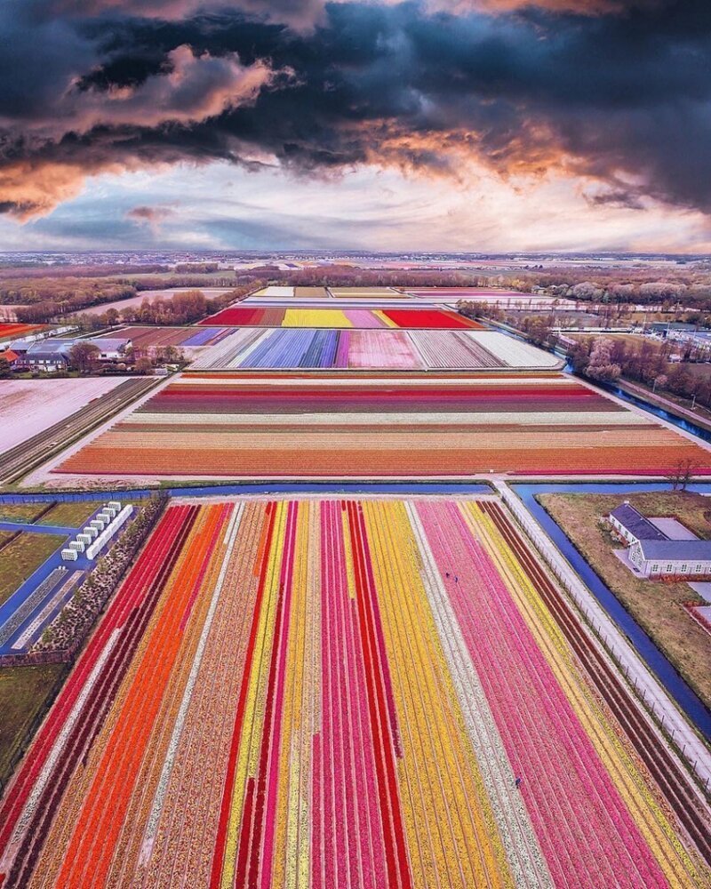 4. А это поле с тюльпанами в Голландии. Красиво, правда?