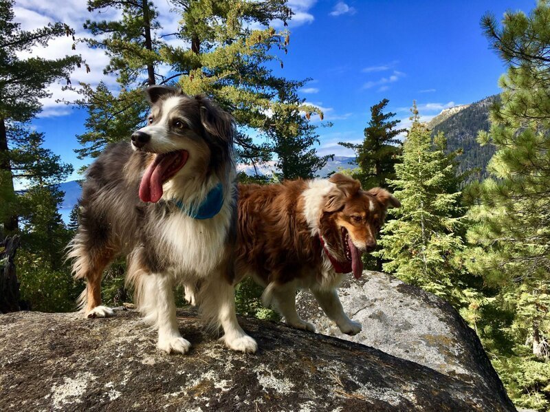 Счастливые собаки на прогулке в горах. Фотограф: Frank Bardessono