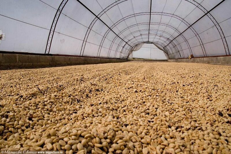 Как выращивают кофе в Доминикане
