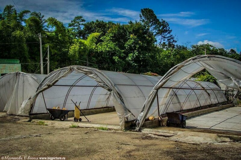 Как выращивают кофе в Доминикане