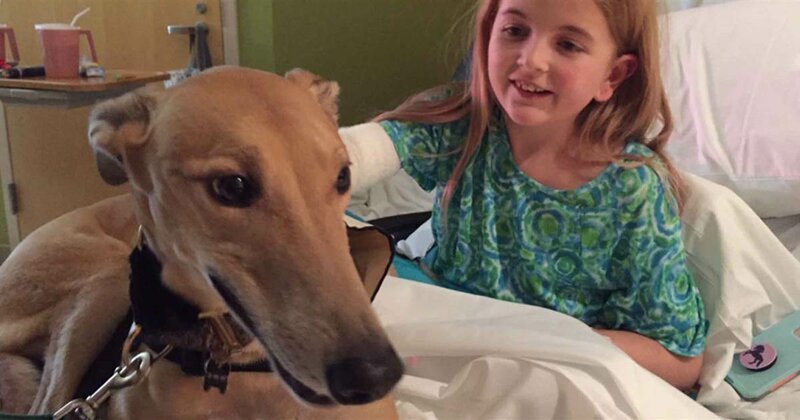 Лечебный пес: собака, которая меняет жизнь больных детей