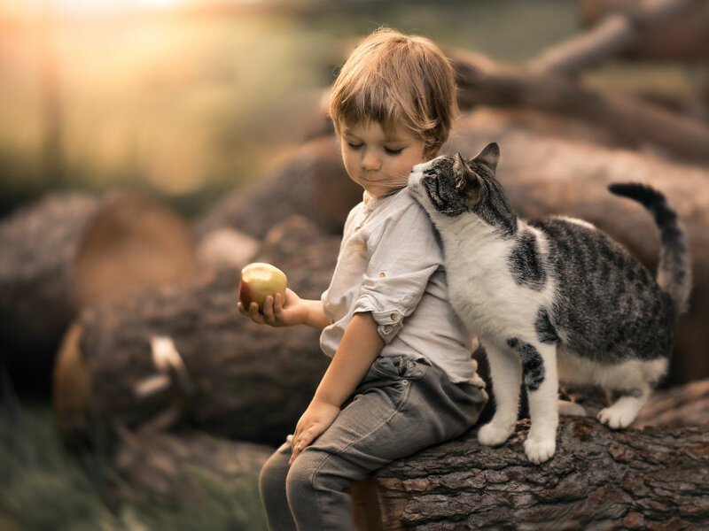Очаровательные фотографии дружбы мальчика с кошками
