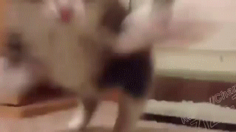 Гифки неудачного дня Гифки неудачного дня