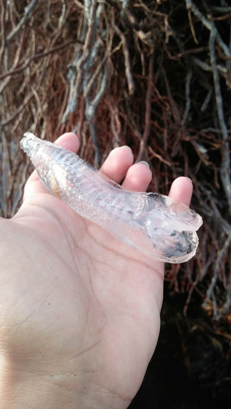 Жители Филиппин обнаружили животное, похожее на кусок пластика