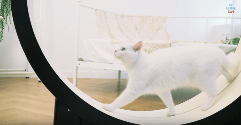 БЕГОВОЕ КОЛЕСО ARTCARTON Тренажер для кошек из легкого пластика купить в Москве от производителя