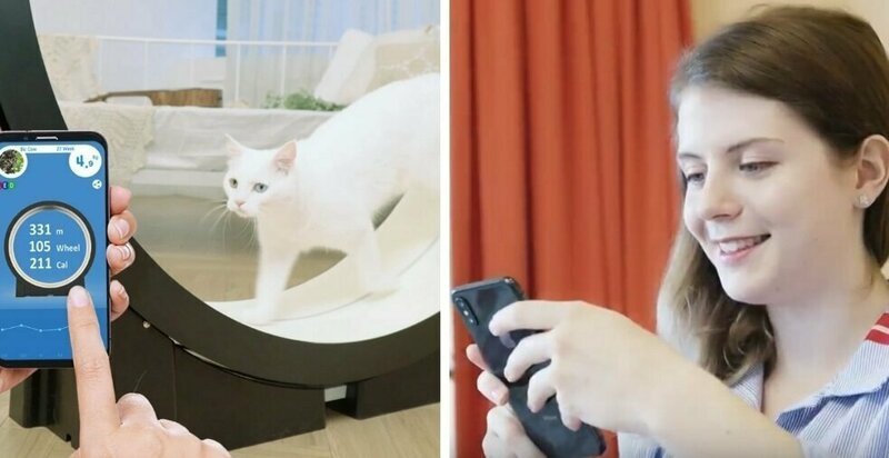 Корейцы придумали умный тренажёр для толстых котов