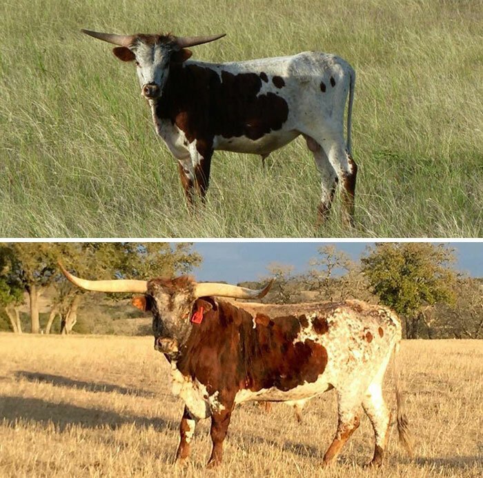 22. Случайно сфоткал одного и того же быка в Техасе с разницей 5 лет