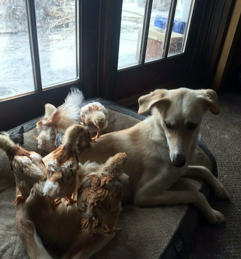 Флейм и семейство цыплят
