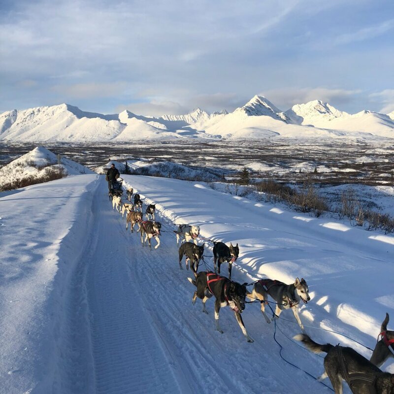 А вот и вся дружная команда во время тренировки! Гонщица Блэр ждет не дождется наконец рассекать снежные просторы вместе со своими верными собаками на предстоящих гонках, которые пройдут на Аляске в марте