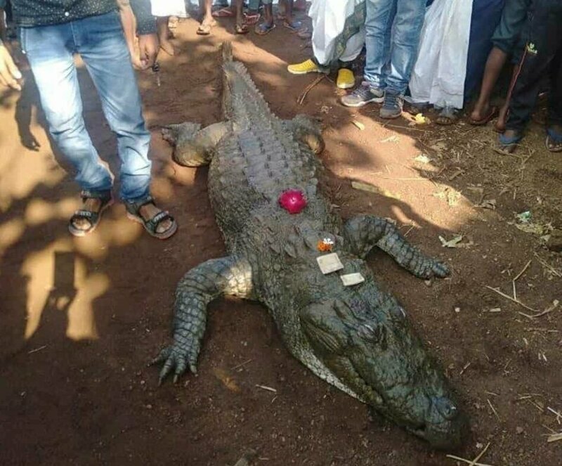 На похороны понимающего крокодила собралось более 500 человек