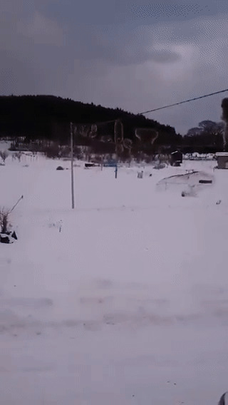 В Японии макаки по проводам перебрались через занесённое снегом поле 