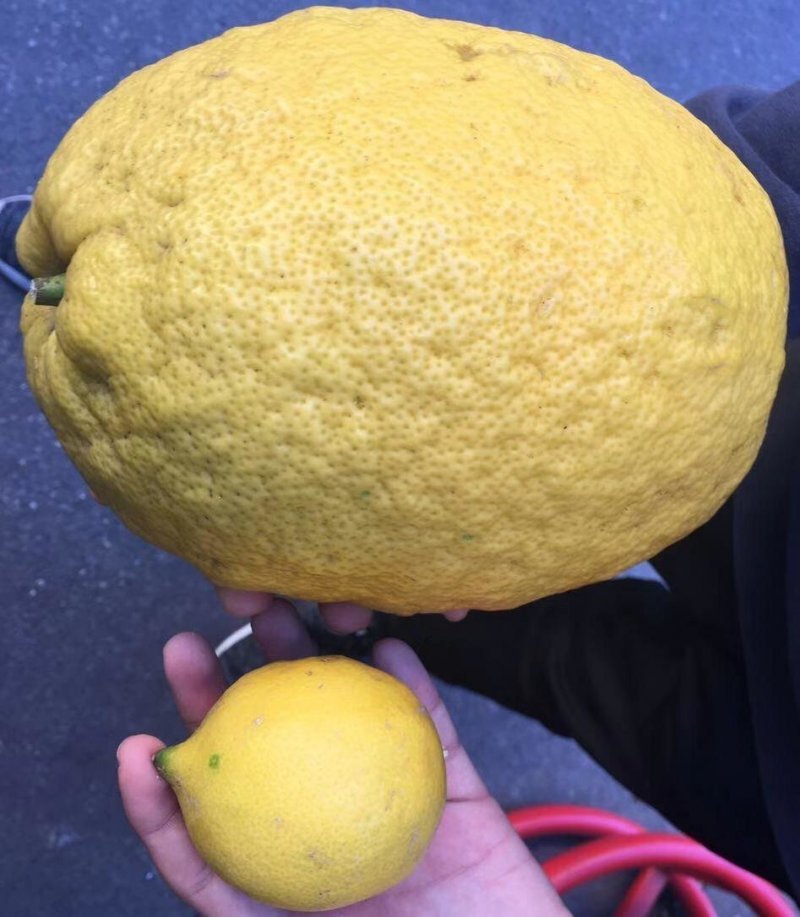 Гигантский лимон