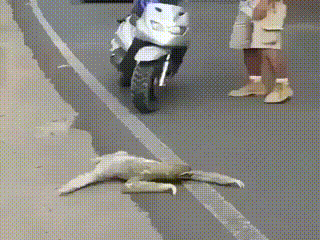 Ленивец переходит дорогу