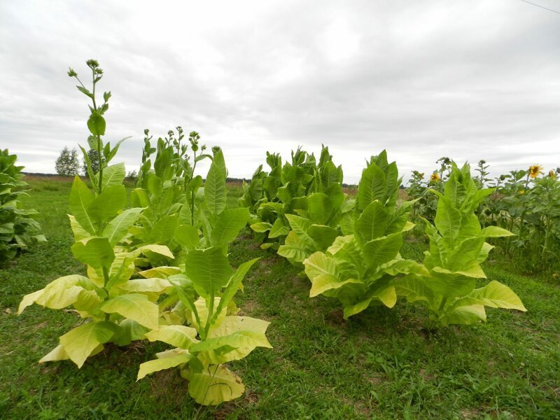 Еще одно применение - семена табака содержат 30-35% жирного масла, пригодного для технических целей