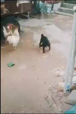 Усмирила драчунов