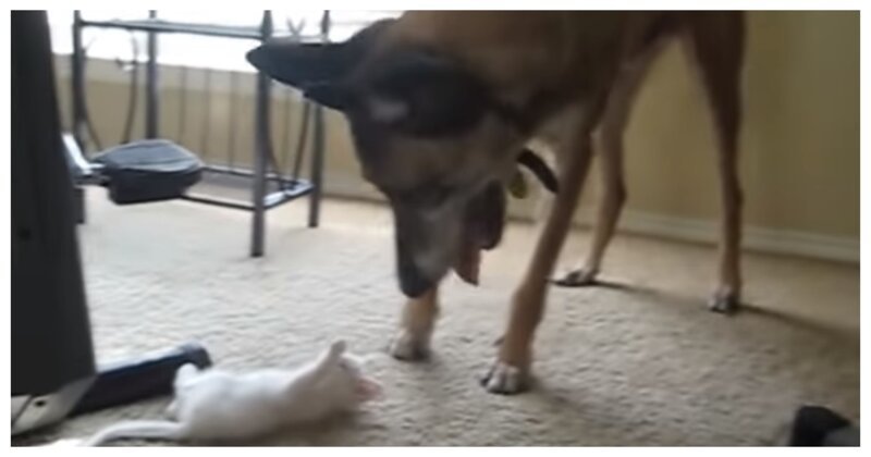 Отставной военный пес впервые в жизни видит котенка