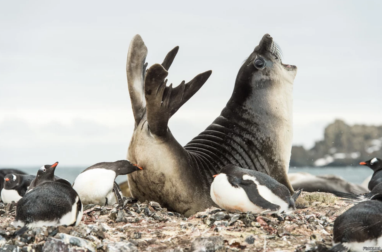 Комментарий пользователя Себастьян: теперь понятно почему тюлени потом над пингвинами...