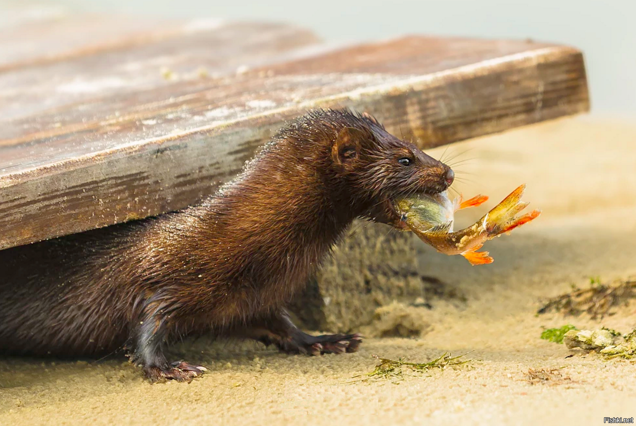 Северная европейская норка. Норка речная. Норка является животным. Европейская норка ест. Европейская норка питание.